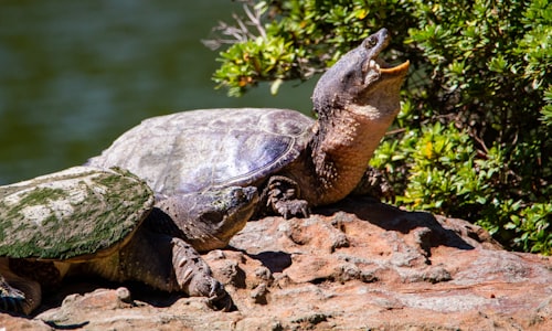 snapping turtles facts