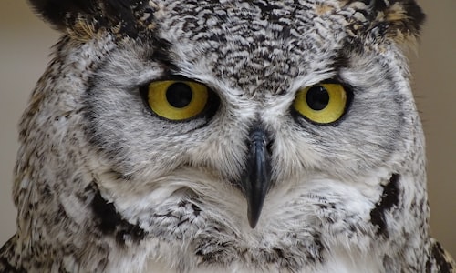 snowy owls facts