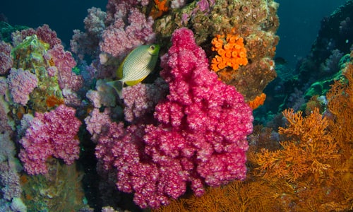 sonoran coral facts