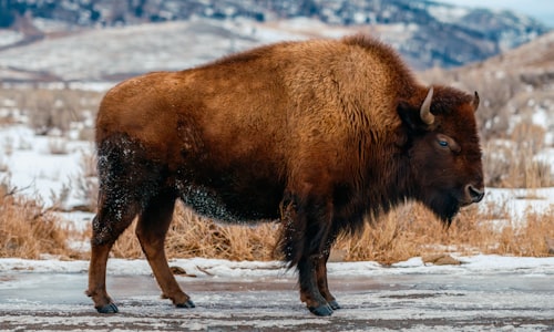 steppe bison facts