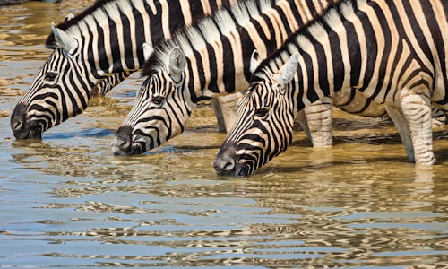 stripes zebra facts