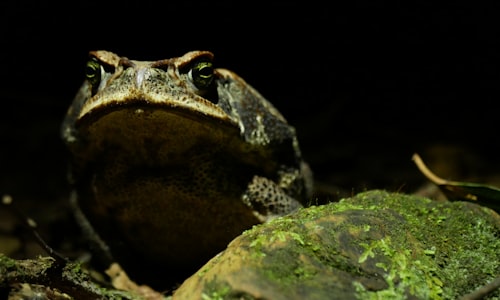 surinam toad facts