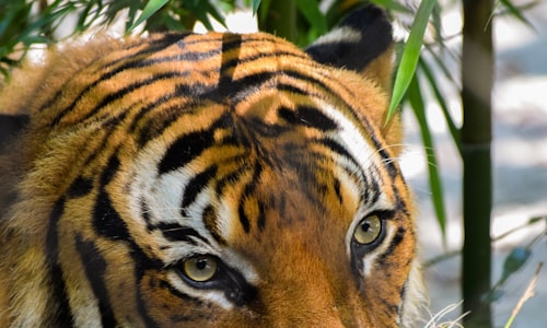 tiger tigon facts