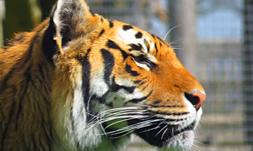 tigers jaguars facts