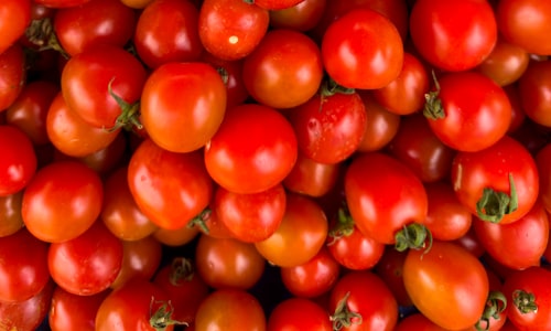 tomato paste facts