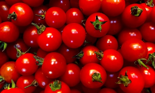 tomato plant facts