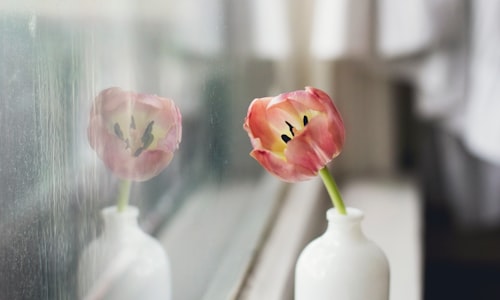 tulip bulbs facts