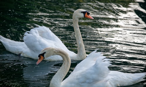 unmarked swans facts