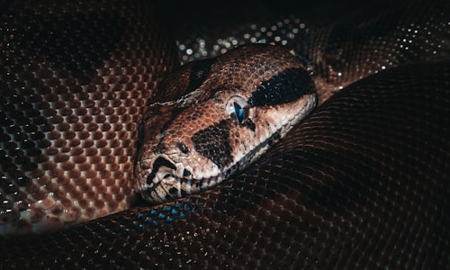 venomous snakes facts