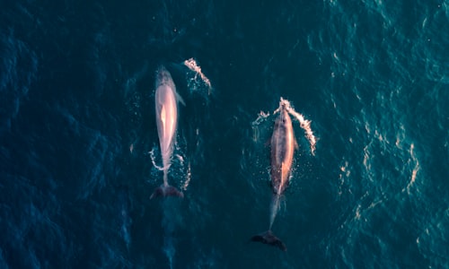 whales dolphins facts