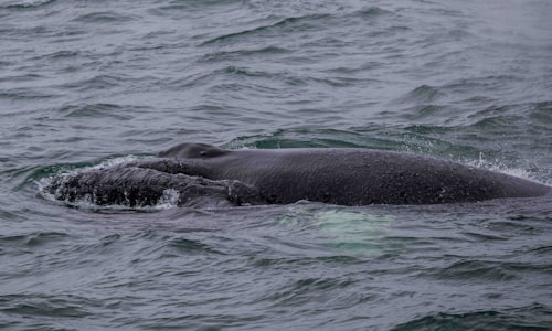 whales porpoises facts