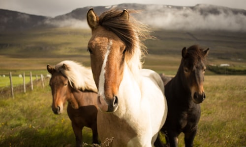 wild horses facts