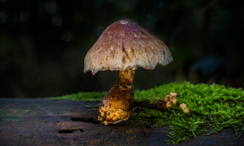 wiped fungus facts