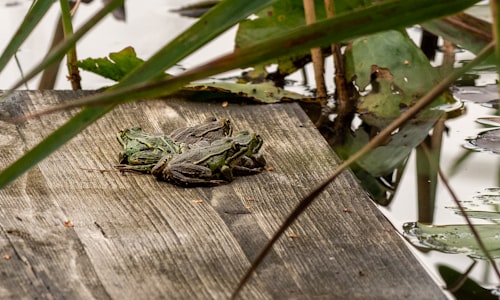 wood frog facts