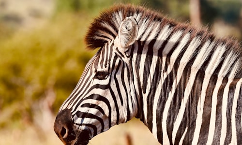 zebra murders facts