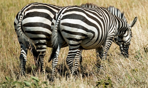 zebra stripes facts