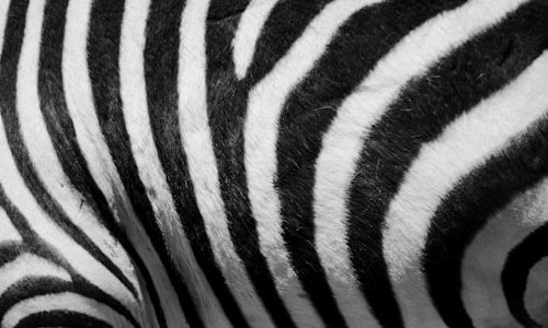 zebras stripes facts