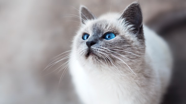 Gato quieto: Como interpretar o comportamento do seu felino?
Sinal de alerta: Quando seu gato está q