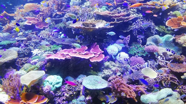 Cientistas criam 'coral de proveta' para salvar espécie marinha ameaçada pela crise do cli