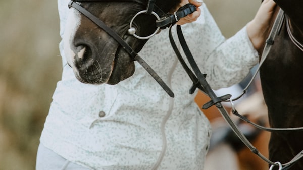 Giovanna Ewbank demonstra vontade de adotar cavalo resgatado no RS:
"Como podemos ajudar mais?