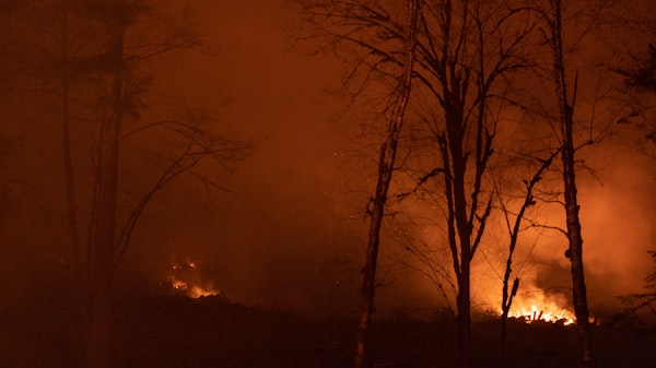 Incêndio no Pico do Jaraguá: Como isso afeta a biodiversidade local? Confira as imagens do fogo no p