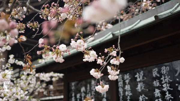 Pedidos trocados de propósito? Descubra a encantadora história por trás deste restaurante japonês:

