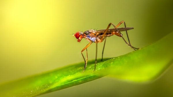 Imagem ilustrativa de mosquitos