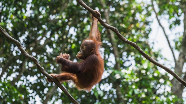 'Diplomacia do orangotango': Malásia oferece doação de primatas para países que comprarem