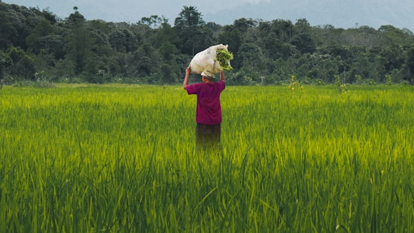 Supermercados racionam venda de arroz, feijão, leite e óleo de soja: Como garantir seu abastecimento