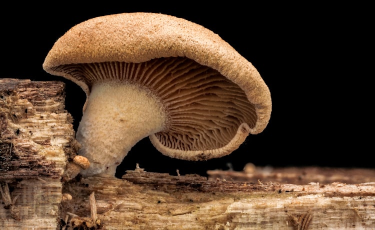 金针菇和平菇图片描述