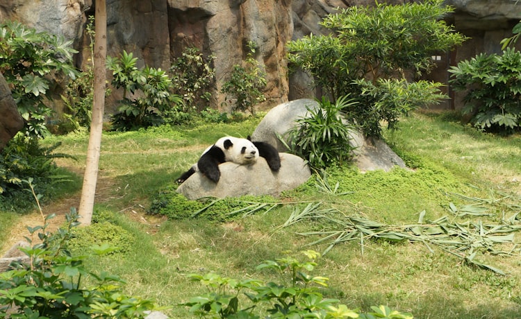 可爱的熊猫代表你的品牌