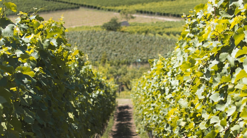 L'impact du terroir sur l'accord mets et vins : Une exploration régionale