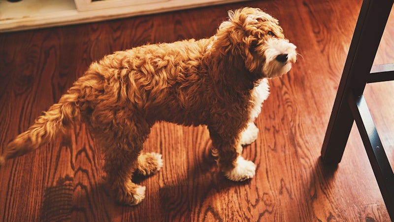 Does anyone have a rec for a goldendoodle breeder?