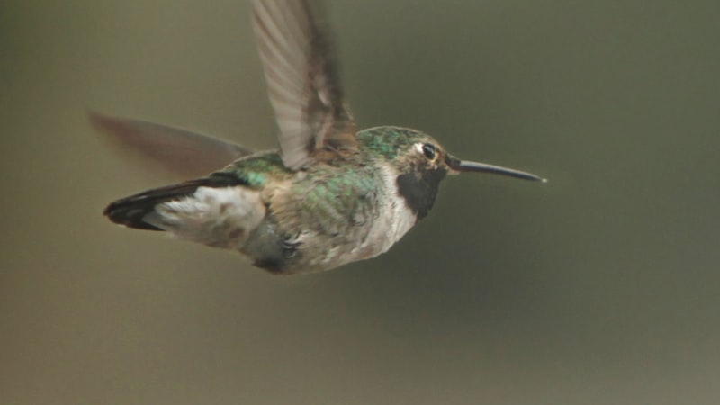 Anyone ever see hummingbirds in our area, have any luck attracting them?