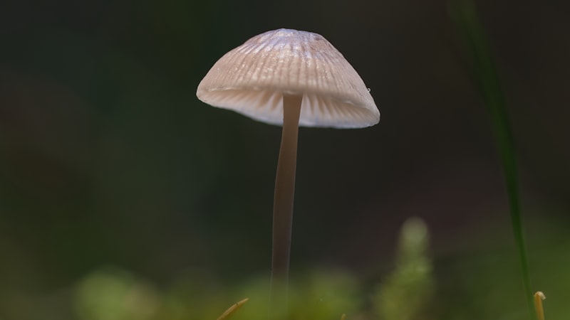 Has anyone seen morel mushrooms recently?