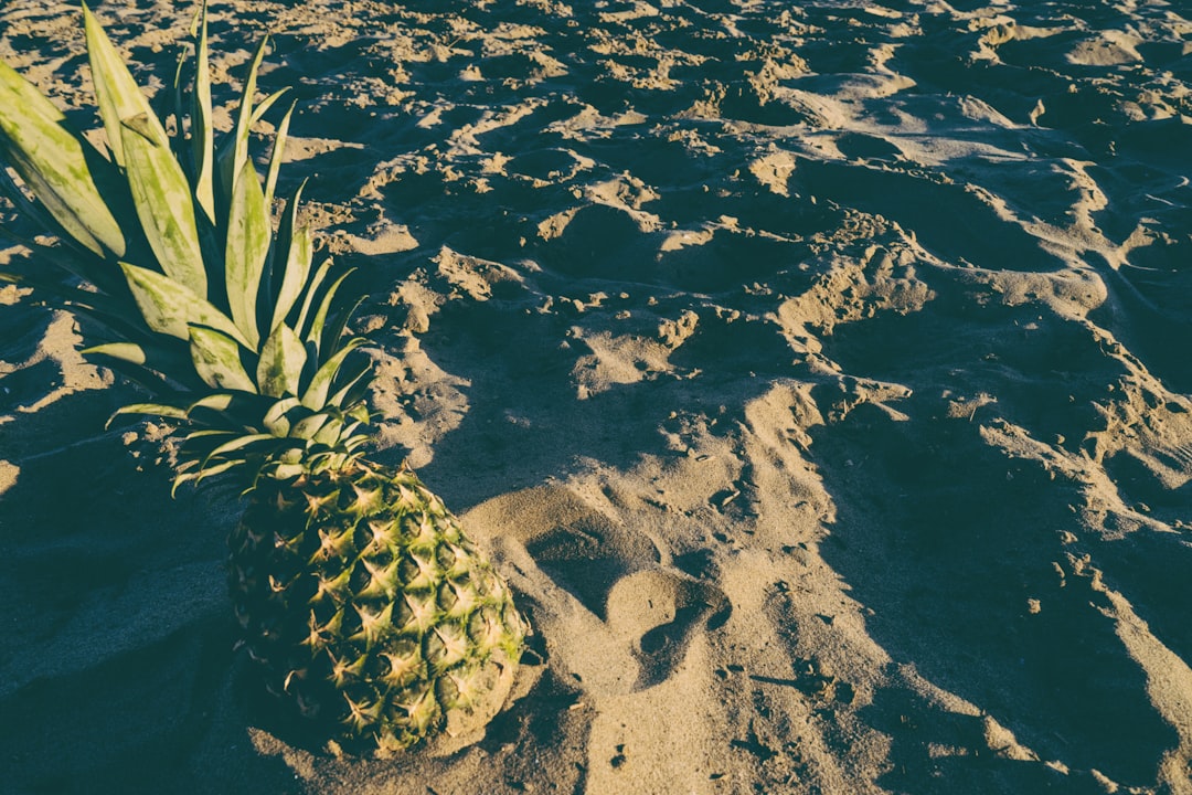 pineapple in the sand