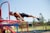 Plance on parallel bars