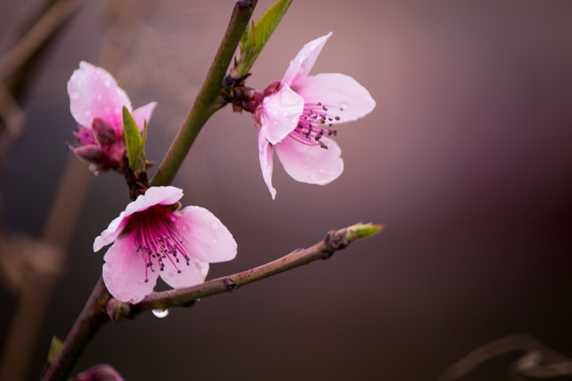 Pink blossoms on a branch with water droplets on the petals.