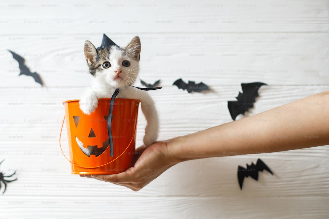 Cat dressing up as a bat for Halloween