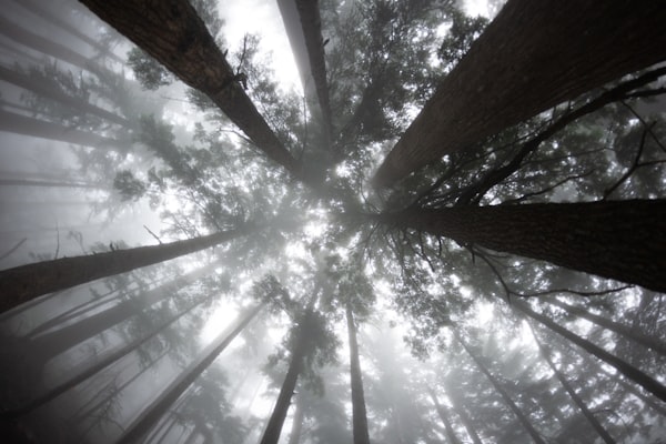 trees with fog from below by unsplash user @randytarampi