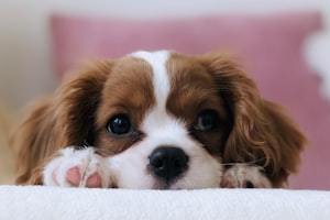 tiny puppy