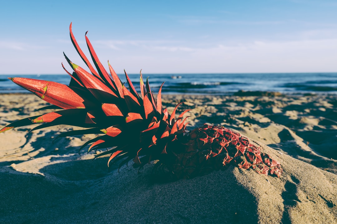 red pineapple in the sand