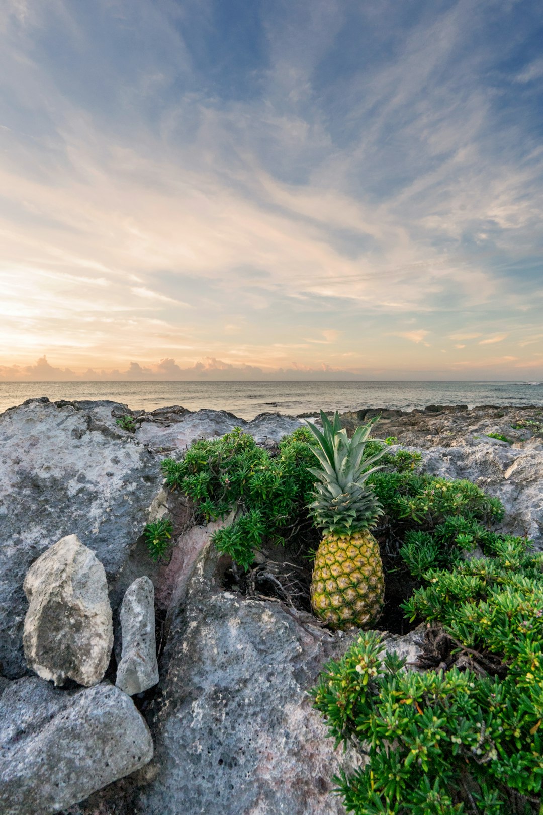 free high-resolution photo of a pineapple at sunrise