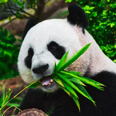 Sweet Pandas Eating Sweets