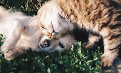 Celebrate Pet Dental Health Month with Bow Wow Labs'®...