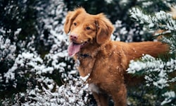 Weather Delays Happen—Even for Pets—Tips to Weather the Storms