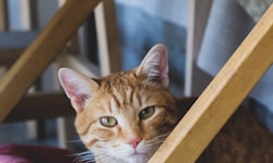 New Research from LifeLearn: 2023 Veterinary Marketing Trends
