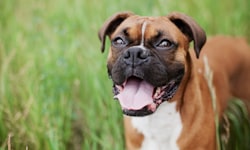 What Does Dog Teeth Chattering Mean?