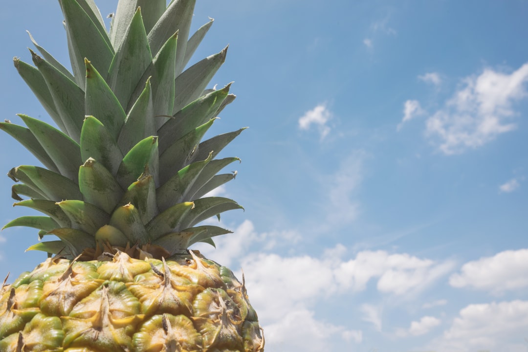 free pineapple photos for download 