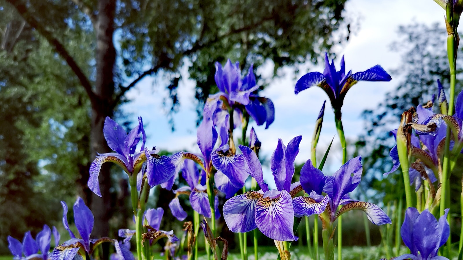 Bunga iris